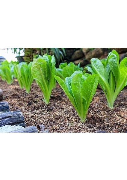 Adet Parris Island Romaine Marul Tohumu fiyatları