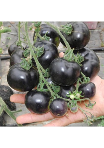 Dünyam Siyah Domates Tohumu