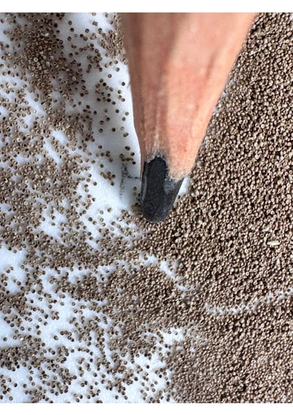 Artemia Yumurtası Açık 200 gr fiyatları