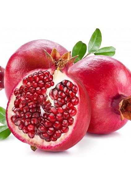 Tüplü Sulu Meyvesi Olan Hicaz Narı Fidanı