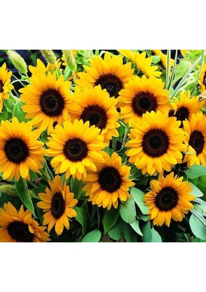 Süs Ayçiçeği Tohumu (Katlı Çiçek) Turuncu Siyah - 5 Tohum