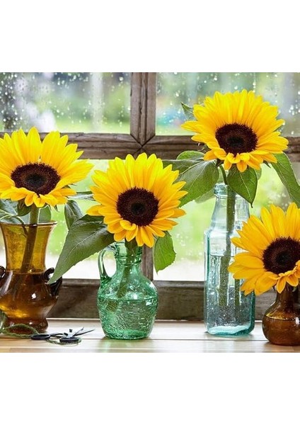 Süs Ayçiçeği Tohumu (Katlı Çiçek) Turuncu Siyah - 5 Tohum modelleri