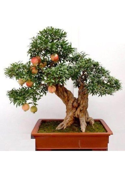 Dünyam Nadir Ithal Bodur Nar Bonzai Ağacı Tohumu 5 Tohum Bonsai Tohumu modelleri