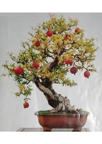 Dünyam Nadir Ithal Bodur Nar Bonzai Ağacı Tohumu 5 Tohum Bonsai Tohumu fırsatları