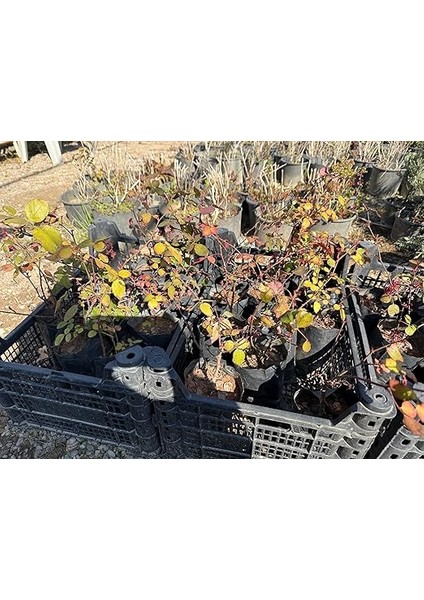 Adet Halfeti Karagül Fidanı Siyah Gül Orijinal Ürün 40 cm fiyatları