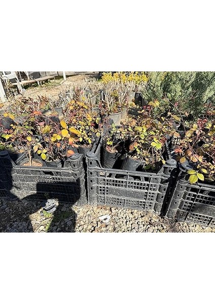 Adet Halfeti Karagül Fidanı Siyah Gül Orijinal Ürün 40 cm modelleri