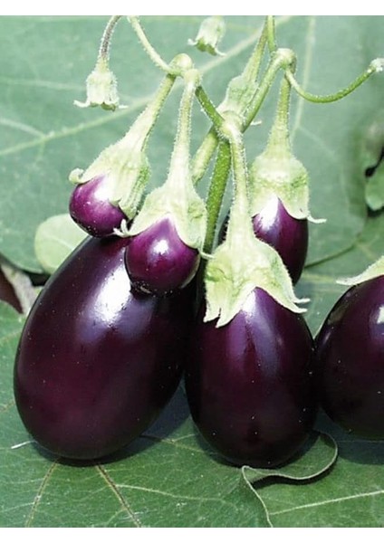 Garden Doğal Patlıcan Adana Dolma 100 Ad. Tohum