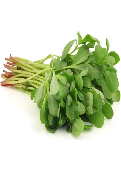 Yediveren Semiz Otu Tohumu / 100 Adet Tohum fiyatları