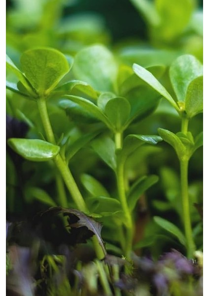 Yediveren Semiz Otu Tohumu / 100 Adet Tohum fırsatları