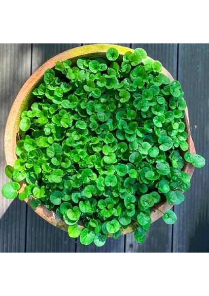 Fare Kulağı Çiçeği Tohumu 100 Adet Tohum modelleri