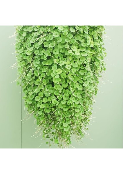 Fare Kulağı Çiçeği Tohumu 100 Adet Tohum indirimleri