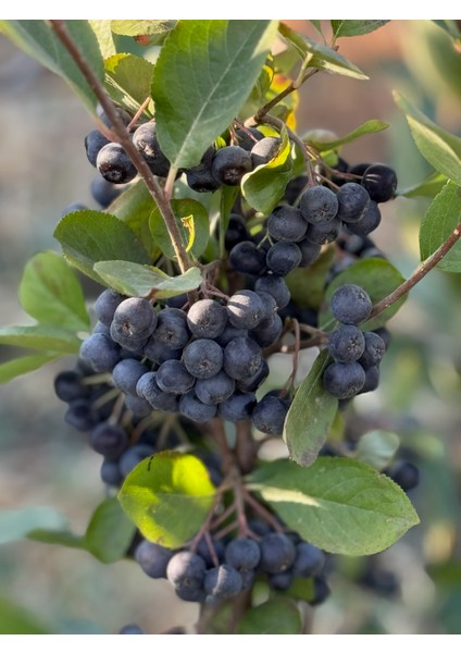 Taze Aronya Meyvesi 1 kg (Tarla Kuşu, Ilaçsız, Doğal Üretim, Yeni Hasat) modelleri