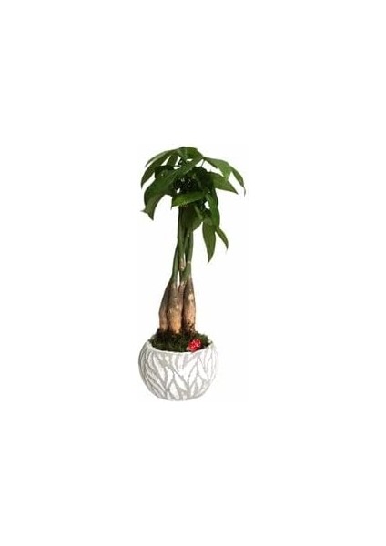 Ağacı Paçira Bitkisi Pachira Bonsai & Beyaz Vane Beton Saksıda Hediyelik Canlı Çiçek BALFLOWERDESİGN-2560