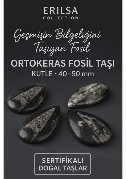 Sertifikalı Ortokeras Fosil Taşı Kütle 40–50 mm – Bilgelik ve Koruma Fosili