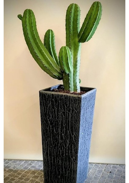 Look Arizona Çöl Kaktüsü Tohumu / 5 Adet Tohum TH-THMCMTHM430