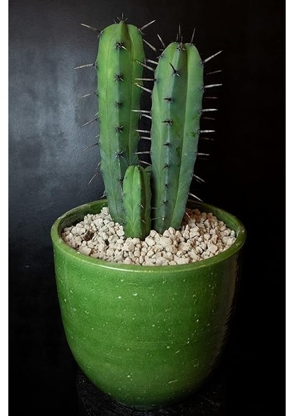 Look Arizona Çöl Kaktüsü Tohumu / 5 Adet Tohum TH-THMCMTHM430 fiyatları