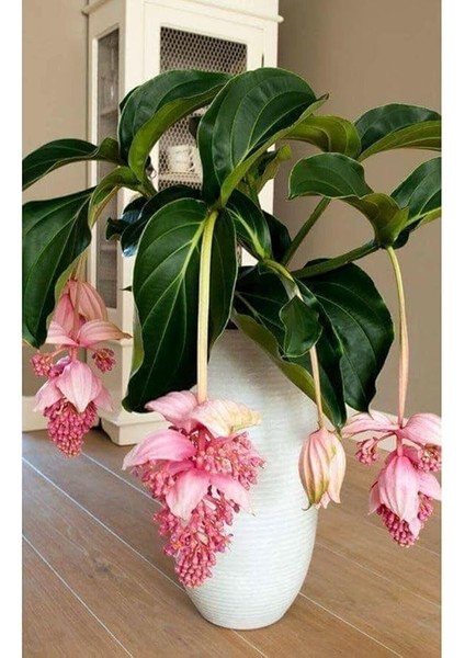 Dünyam Medine Gülü Çiçek Tohumu 10 15 Adet