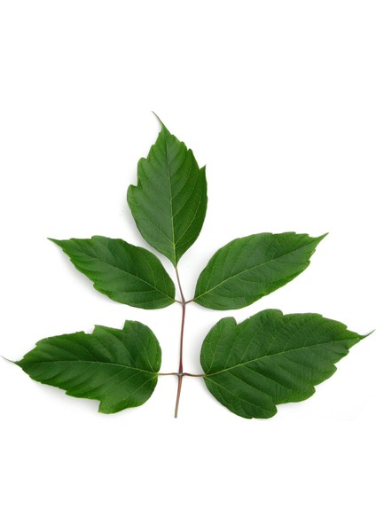 Tohumdan Bonsai Başlangıç Kiti - Dişbudak Yapraklı Akçaağaç modelleri