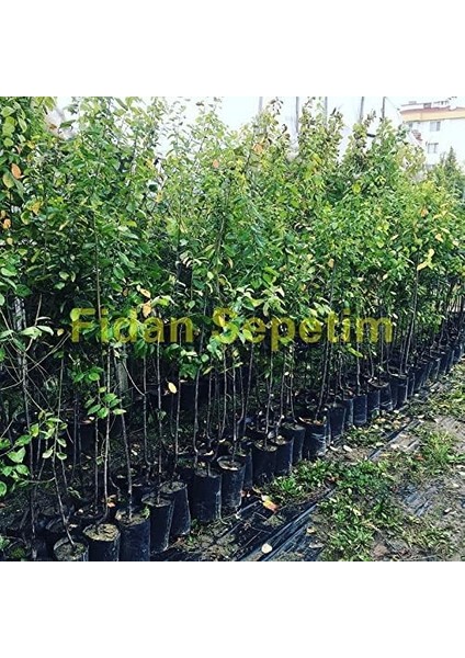 Sepetim 3 Yaş Aşılı Mürdüm Erik Fidanı *yarı Bodur* fiyatları