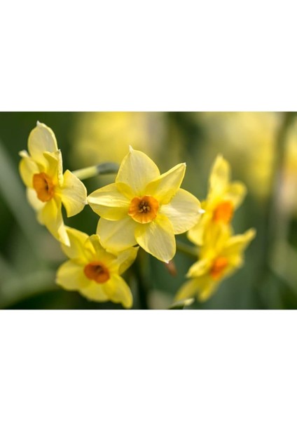 Karışık Renk Fulya Çiçeği Soğanı 5 Adet fiyatları