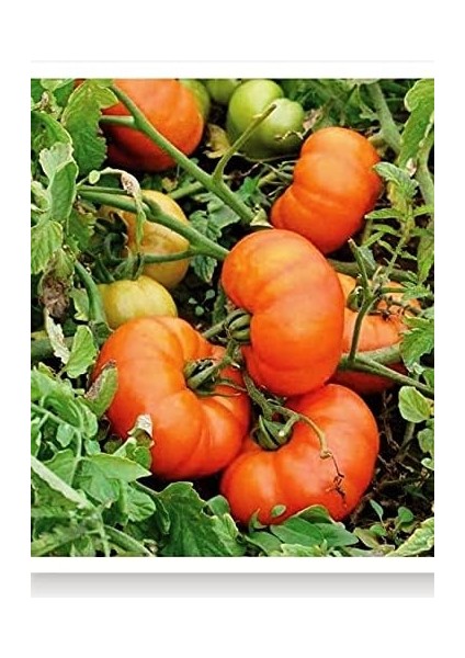 Tarım Ata Tohumu Yerli Doğal Köy Domatesi 1000 Adet Tohum