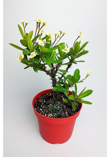 Dikenler Tacı Büyük Boy Euphorbia Milii Nadir Bulunan Spiral Dikenli 12 cm Kırmızı Saksıda