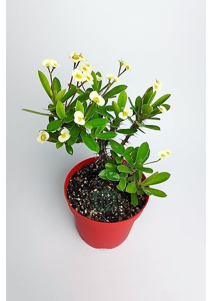 Dikenler Tacı Büyük Boy Euphorbia Milii Nadir Bulunan Spiral Dikenli 12 cm Kırmızı Saksıda fiyatları