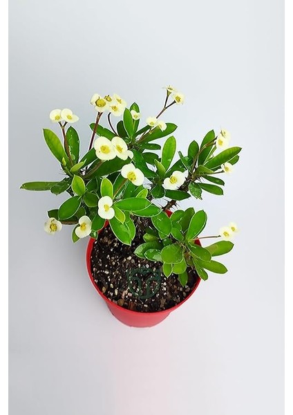 Dikenler Tacı Büyük Boy Euphorbia Milii Nadir Bulunan Spiral Dikenli 12 cm Kırmızı Saksıda modelleri