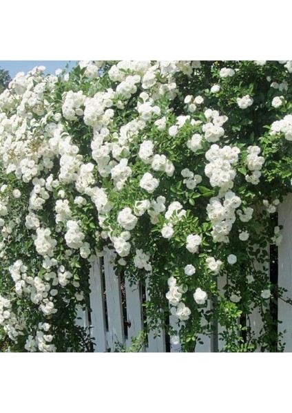 Look Nadir Ithal Yediveren Beyaz Sarmaşık Gül Tohumu 5 Tohum TH-877796320216 modelleri