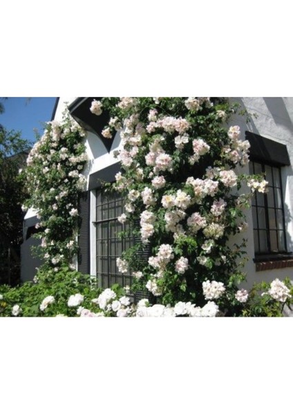 Look Nadir Ithal Yediveren Beyaz Sarmaşık Gül Tohumu 5 Tohum TH-877796320216 fırsatları