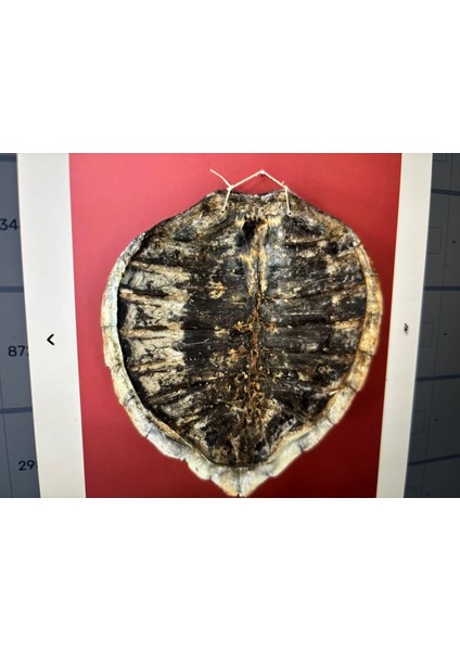 Caretta Caretta Kabuğu Duvar Süsü 37 cm 34 cm Ölçülerinde fırsatları
