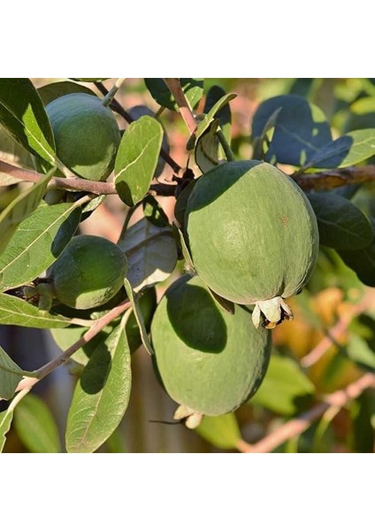 Tüplü Kaymak Ağacı Feijoa Fidanı