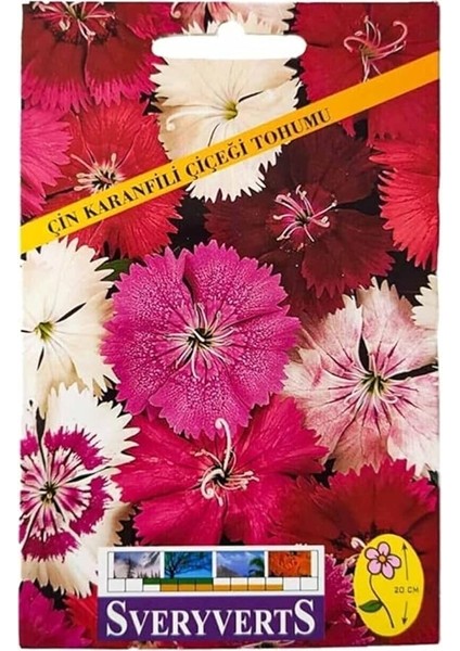 Çin Karanfili Çiçeği Tohumu