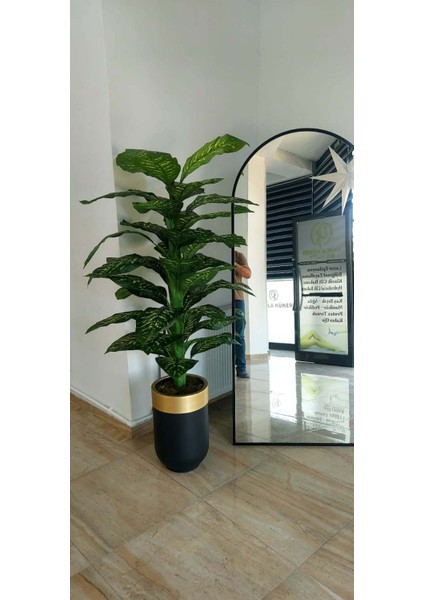 Siyah Gold Darbuka Saksıda Difenbahya -