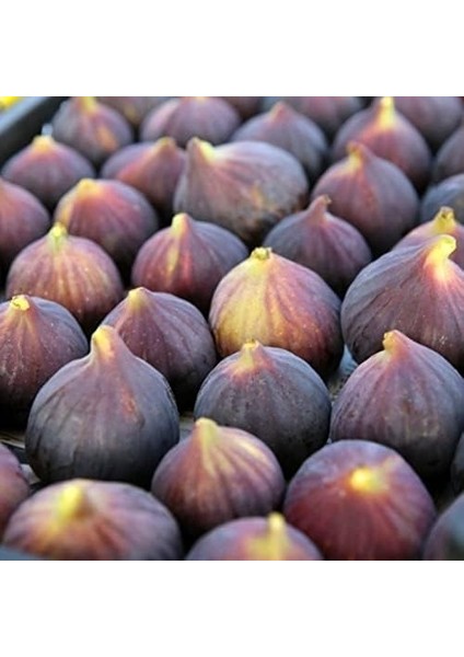 Naturel Tüplü Türk Lokumu Bursa Dürdane Siyah Inciri Fidanı