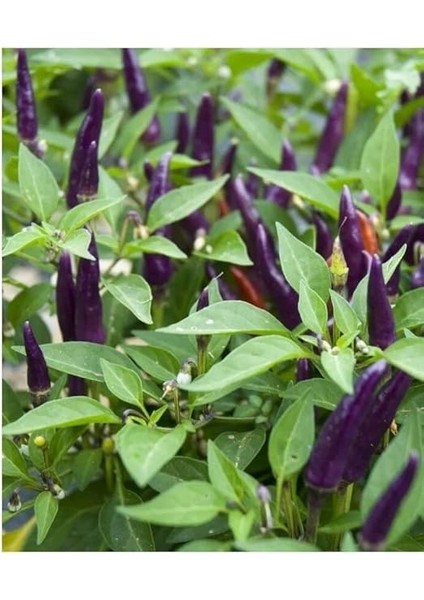 Tarım Yerli Doğal Acı Mor Cin Biberi 100 Adet Tohum modelleri