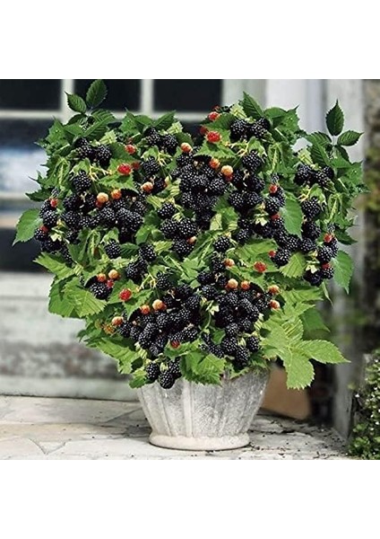 Tatlı Dikensiz Böğürtlen Tohumu (10 Tohum)