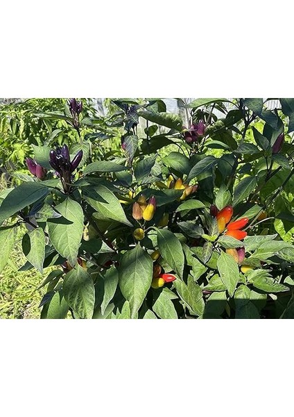 Adet Nadir Karışık Peru Süs Biberi Tohumu fiyatları