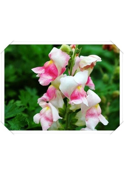 Dünyam 10 Adet Açık Soft Renkli Aslanağzı Çiçek Tohumu