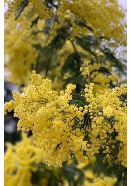 Look Sarı Mimoza Ağacı Tohumu / 5 Adet Tohum TH-2022DSHNGLKTHM232 fırsatları