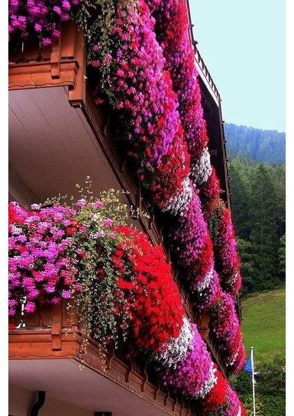 Look Bahce Balkon Saran Bol Çiçekli Etfarma Çiçeği 10 Adet Tohum TH-2022DSHNGLKTHM221