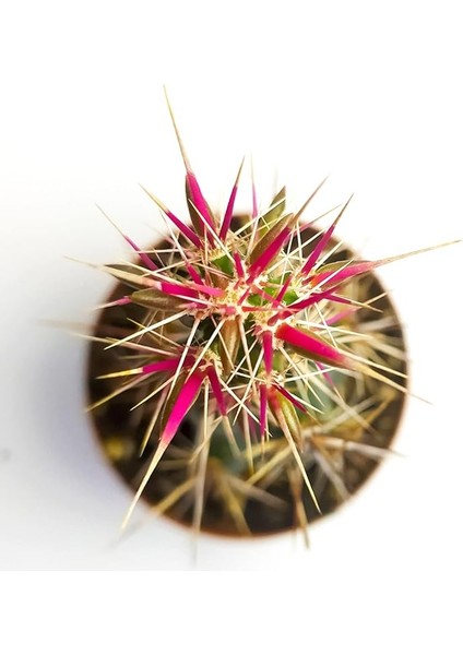 Invicta Nadide Tür Kaktüs Tekli Kaktüs 5.5 cm Saksıda Özel Kaktüs fiyatları