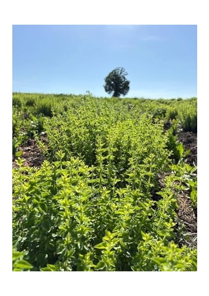 Organik Oregano Kekik 50 gr | Haven Herbs & Blends | Organik Tarım Ürünü fiyatları