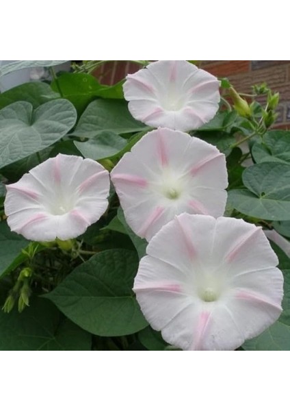 Gündüz Sefası Çiçeği Tohumu(10 Tohum)