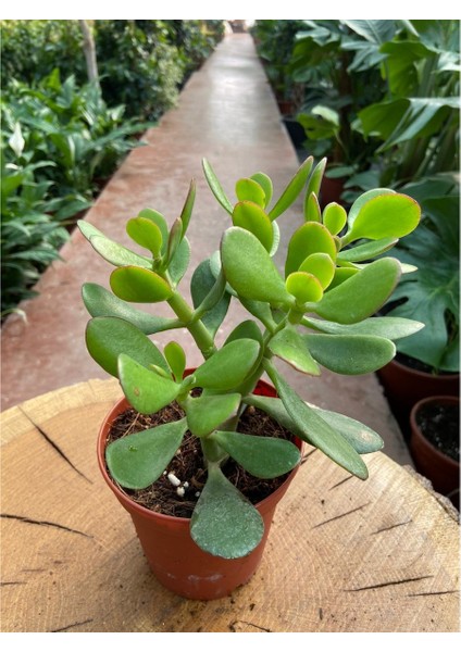 Crassula Ovata Para Çiçeği Para Çiçeği 10-20 cm fiyatları