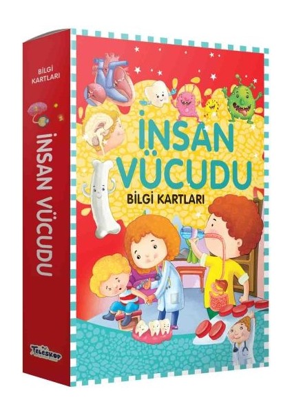 Bilgi Kartları - Insan Vücudu