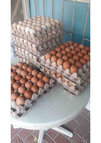 Köy Yumurtası 30’lu