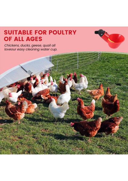 Tavuk Waterer Bardakları, Tavuk Waterer Besleyici Tee Fittings, Tavuk Ördekleri Için Otomatik Tavuk Waterer Quail 6pcs (Yurt Dışından) fırsatları