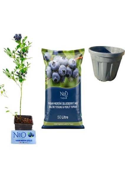 Yaban Mersini Fidan + Özel Toprak (50LT Saksı Hediyeli)