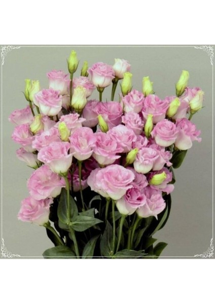 Dünyam 5 Adet Papillon Pink Blush Lisianthus Tohumu